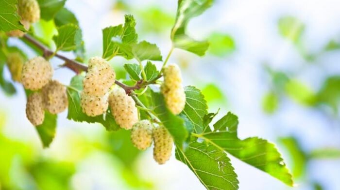 فوائد التوت الأبيض