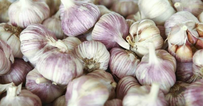 garlic benefits 21