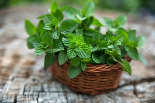 7 علاجات منزلية للتخلص من الغازات